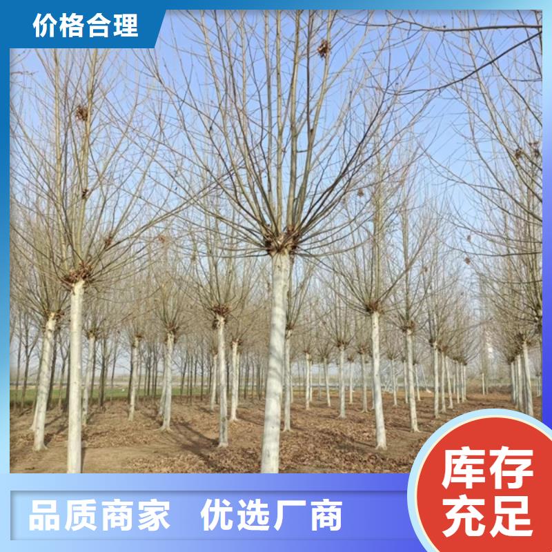 【法桐截杆发帽现货】