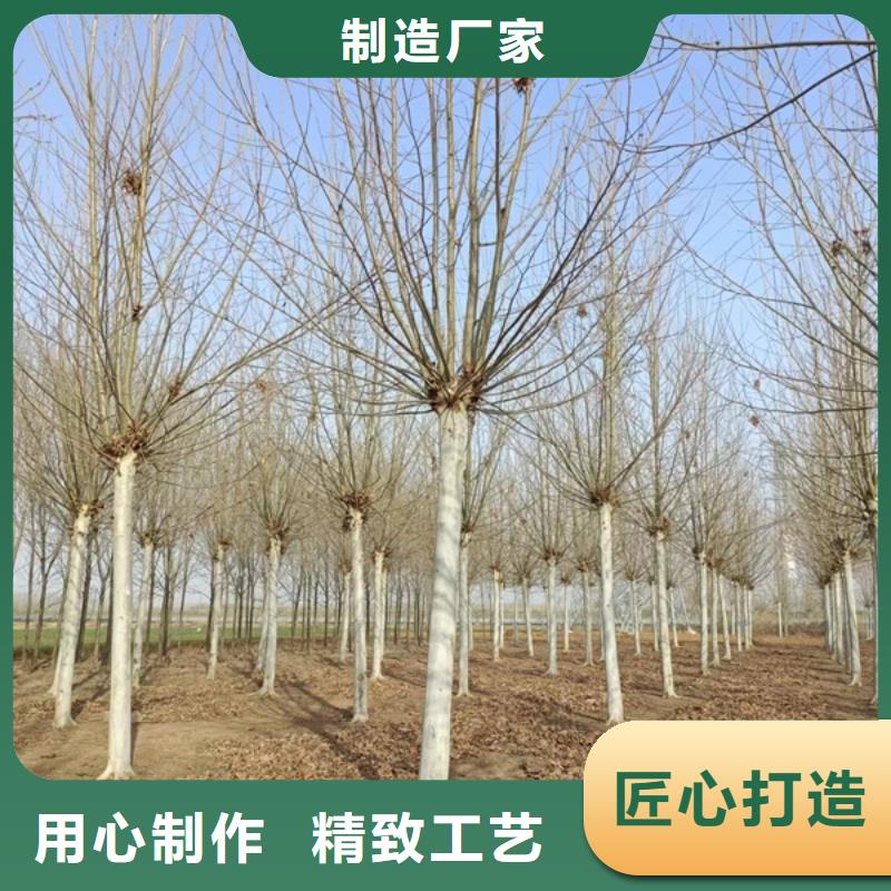 法桐金叶槐专业厂家
