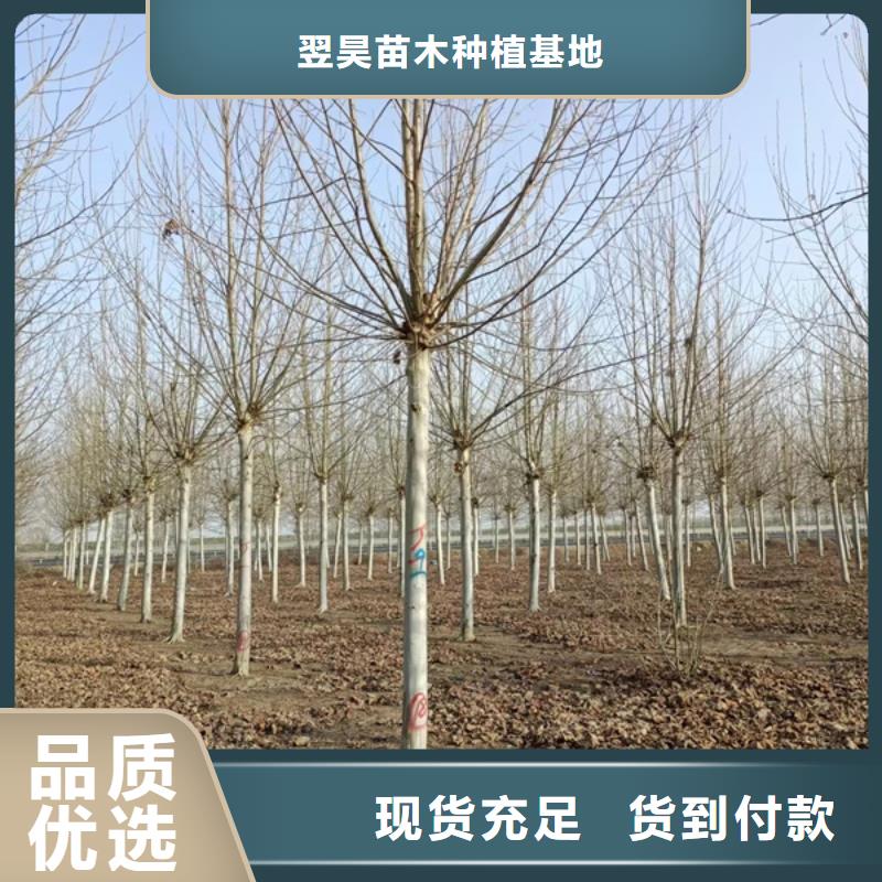 法桐 白蜡客户满意度高