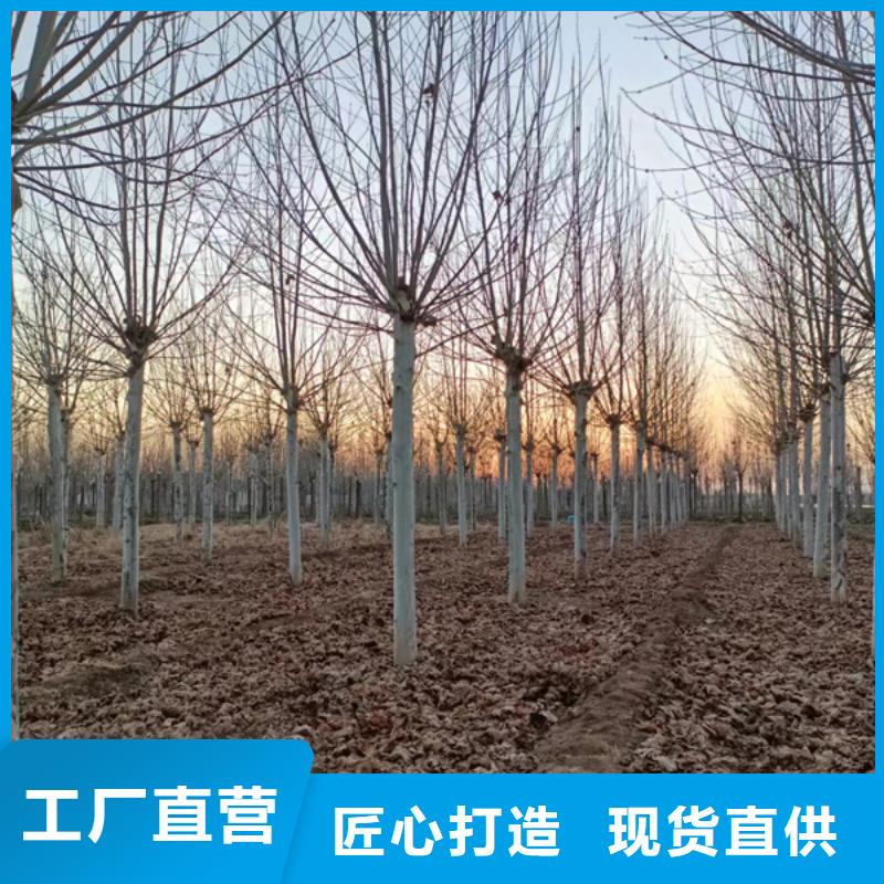  法桐买的放心