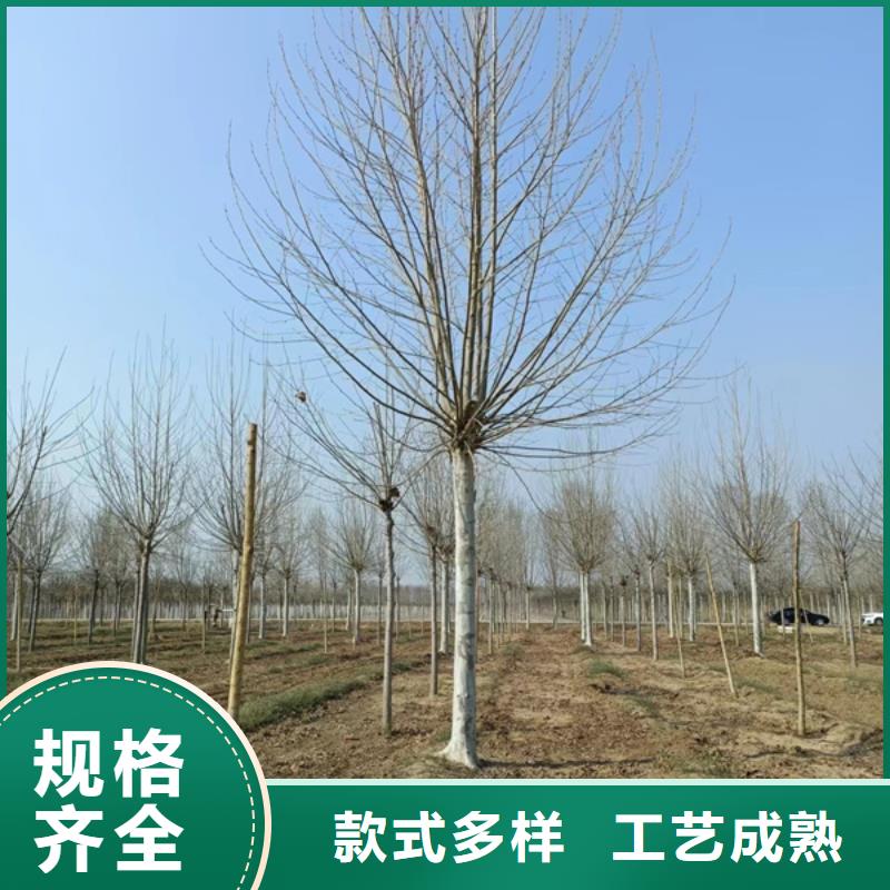 8公分法桐价格种植基地法桐