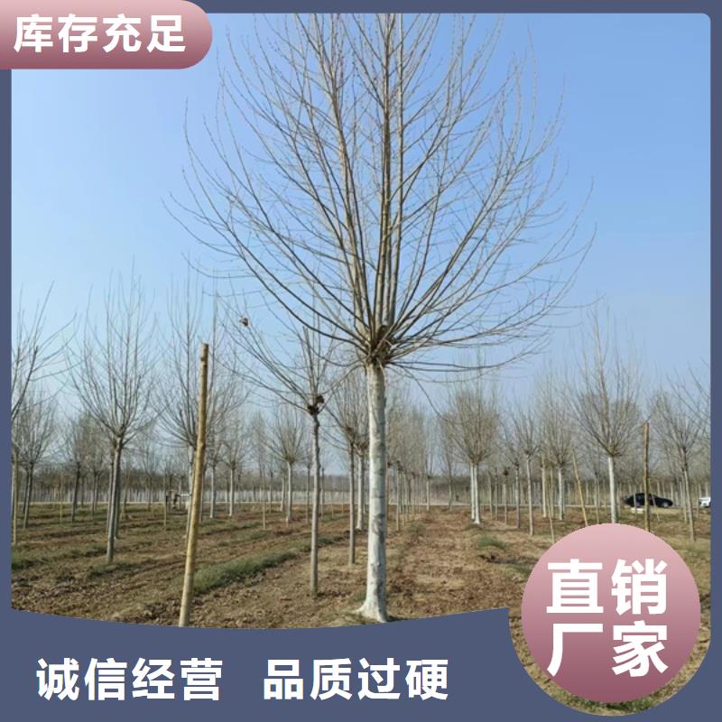 法桐,五角枫源头直供