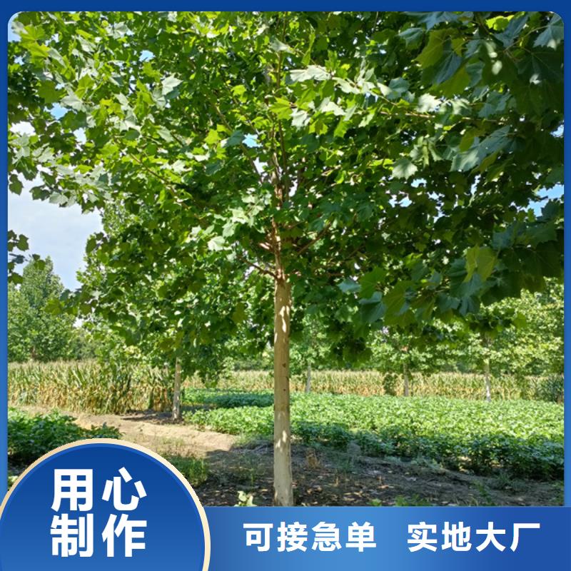 法桐,国槐多种工艺