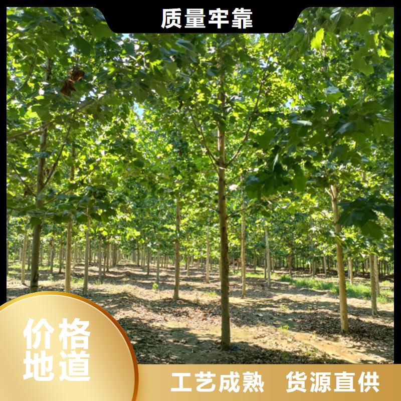 15公分法桐价格种植基地法桐