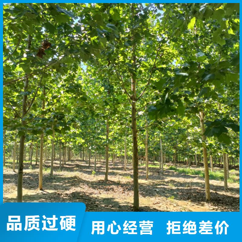  法桐买的放心