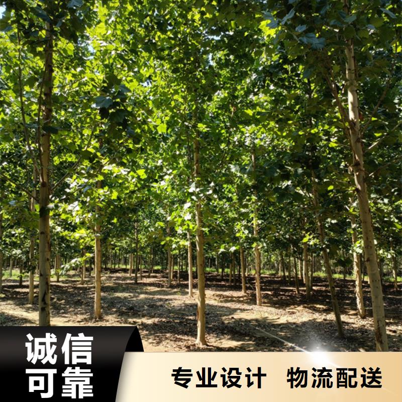 法桐-国槐严选用料