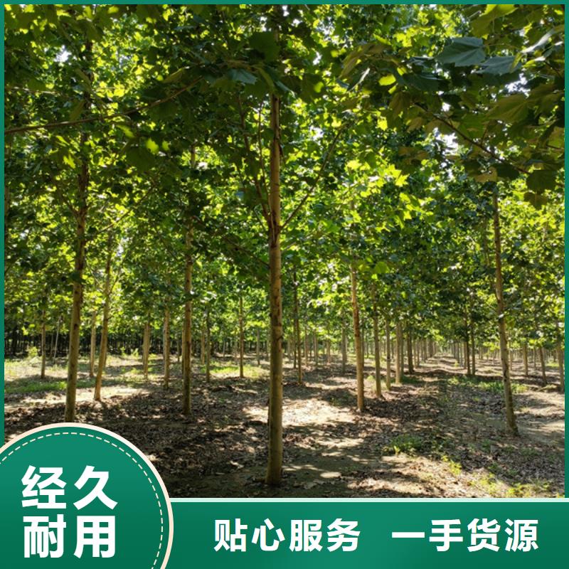 法桐放心选择法桐