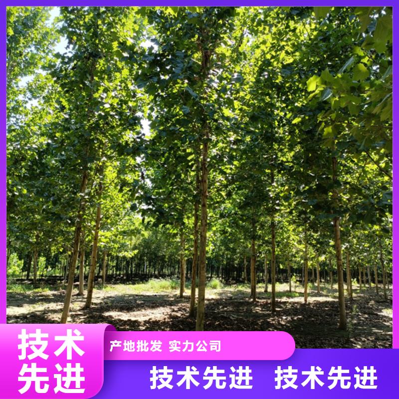 法桐小苗价格优惠法桐