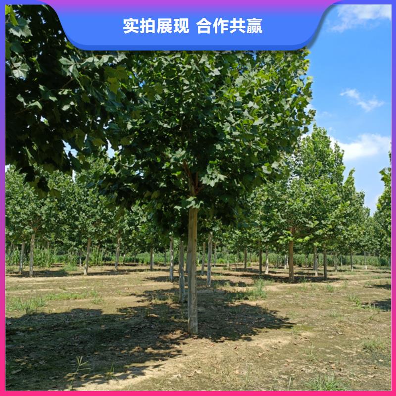 法桐秋紫白蜡优选厂商