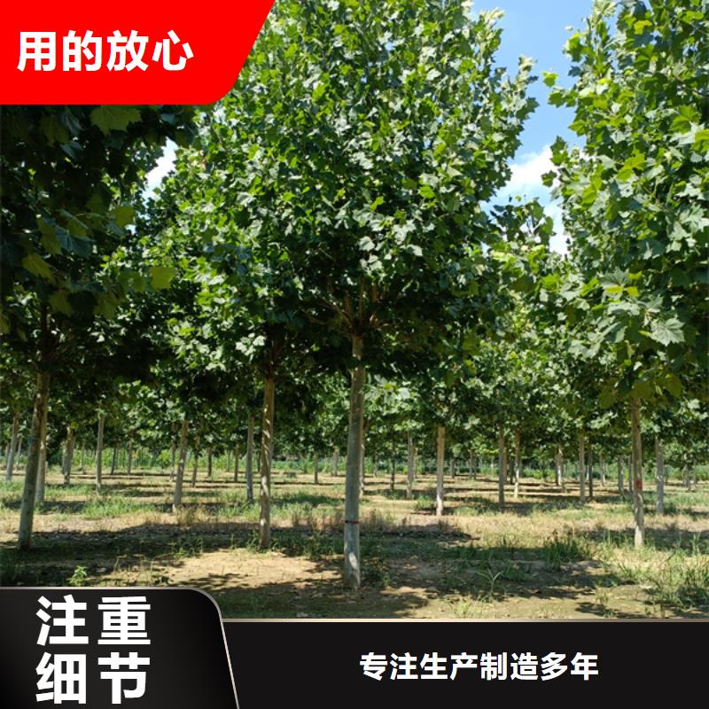法桐小苗价格优惠法桐