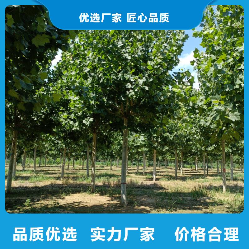  法桐实力见证