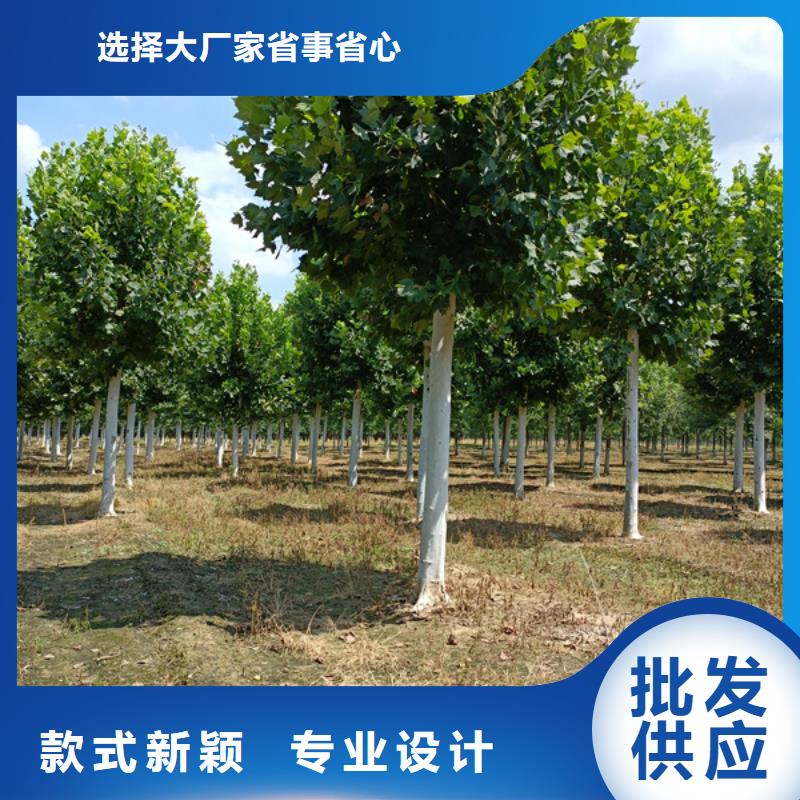  法桐现货采购