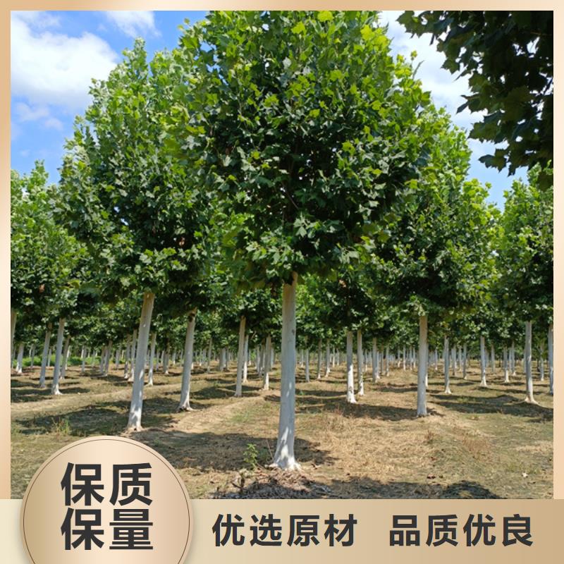 法桐,金叶白蜡精选优质材料