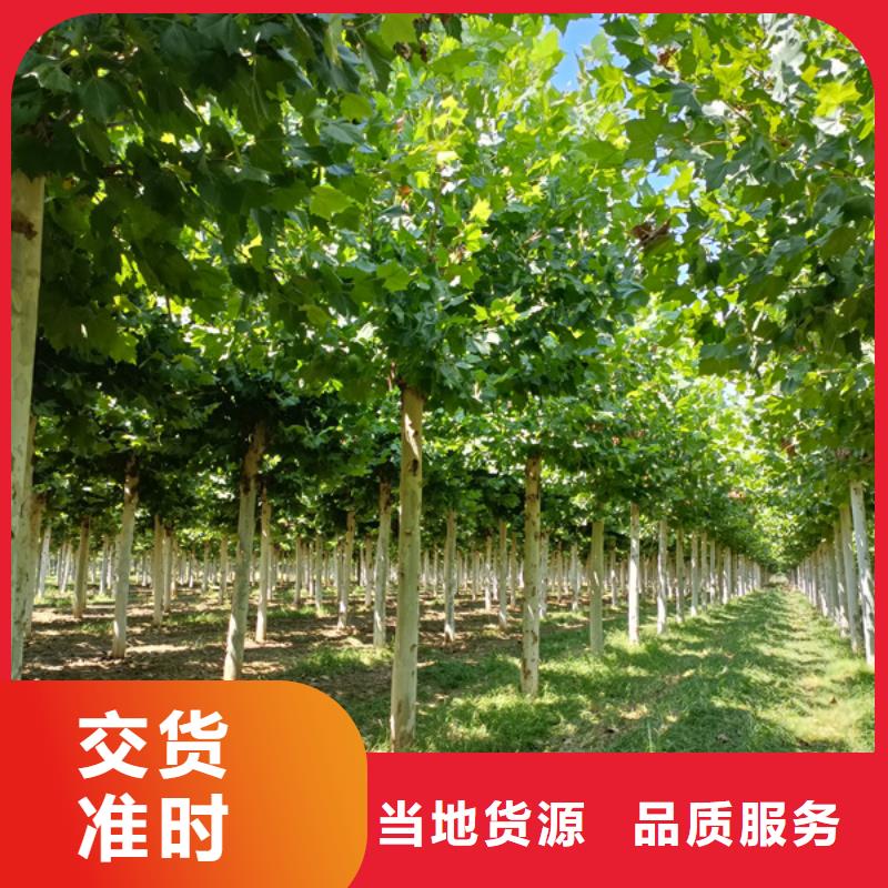 法桐小苗价格优惠法桐