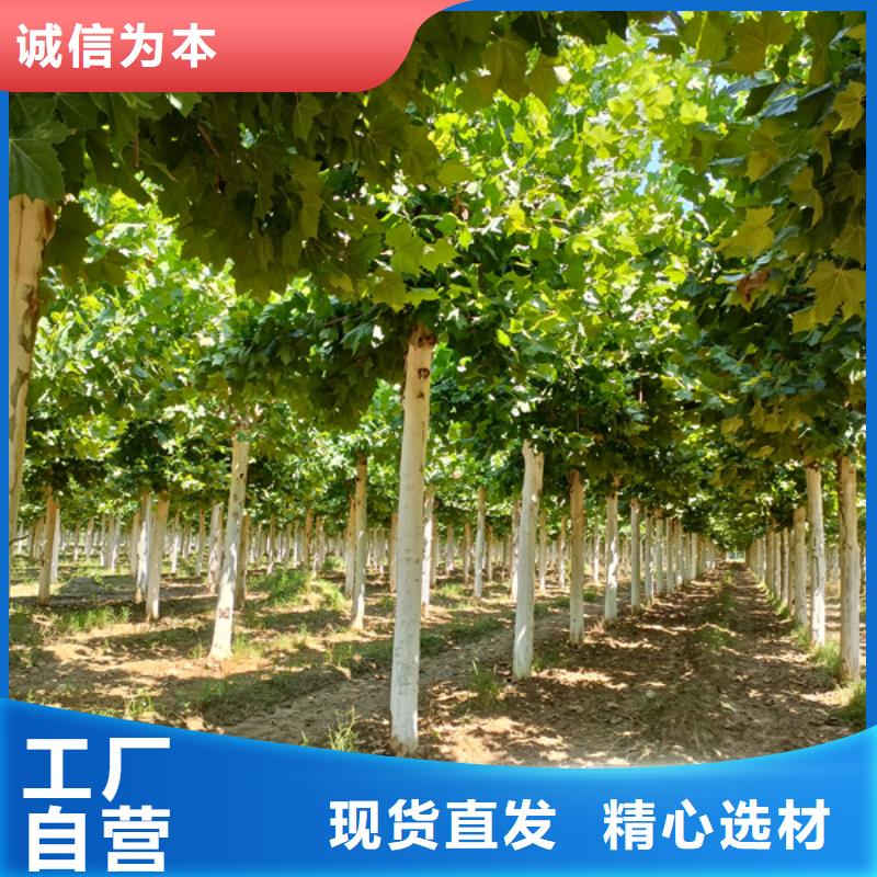  法桐买的放心