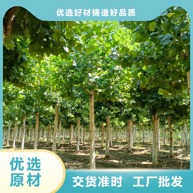 法桐金叶槐专业厂家