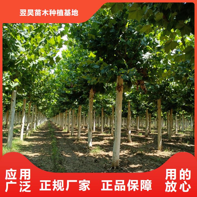 法桐秋紫白蜡厂家规格全