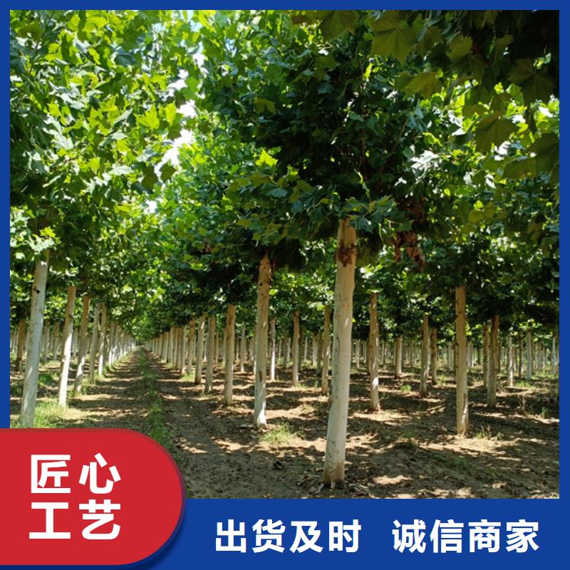 法桐国槐真正的源头厂家