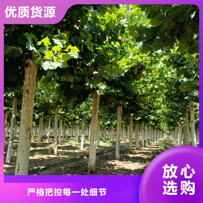 8公分法桐价格种植基地法桐
