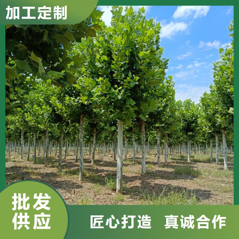 法桐原生冠法桐厂家售后完善
