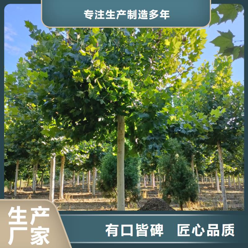 15公分法桐价格种植基地法桐