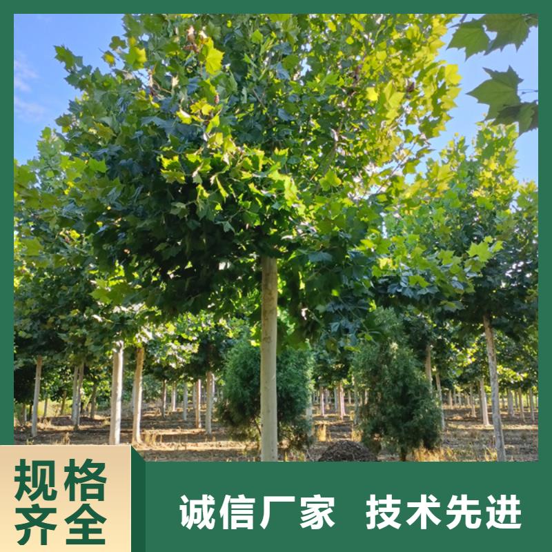 【法桐_五角枫厂家直销省心省钱】