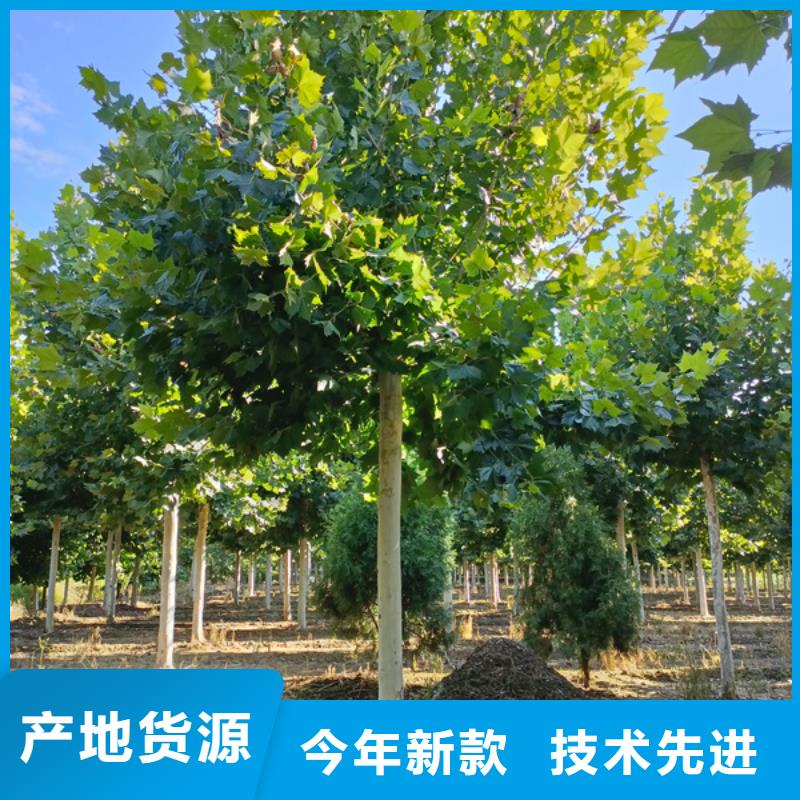 法桐黄金槐客户信赖的厂家