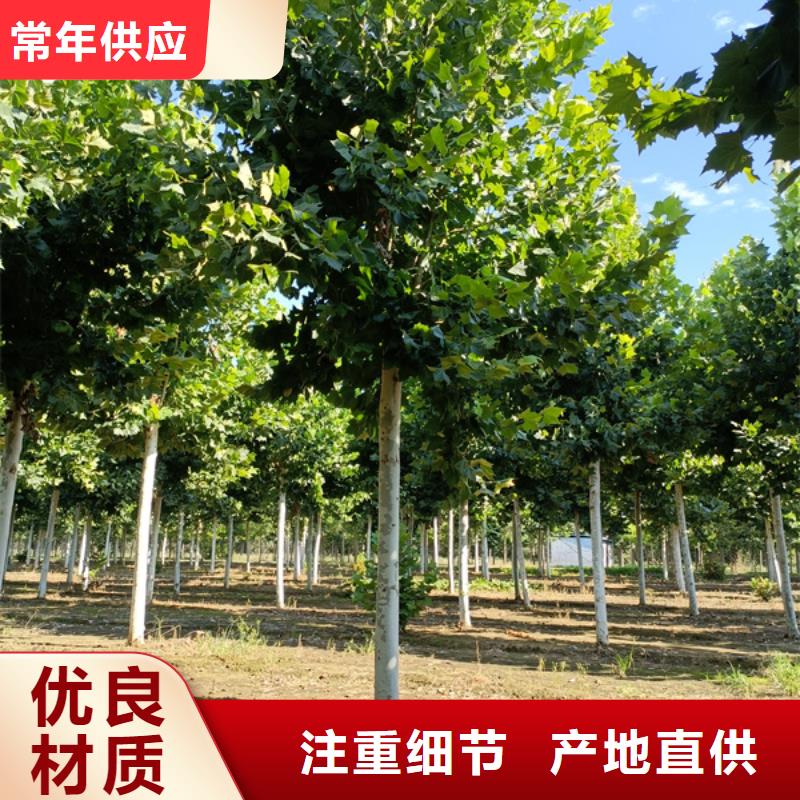 法桐美国红枫品质保证