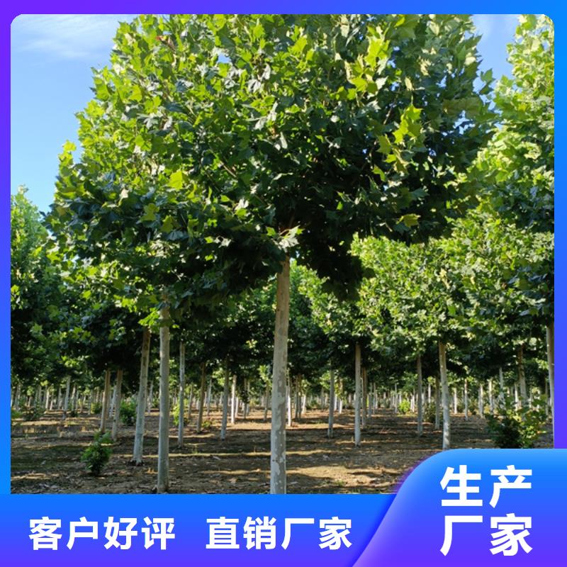 法桐小苗现货直供法桐