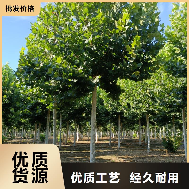 15公分法桐价格种植基地法桐
