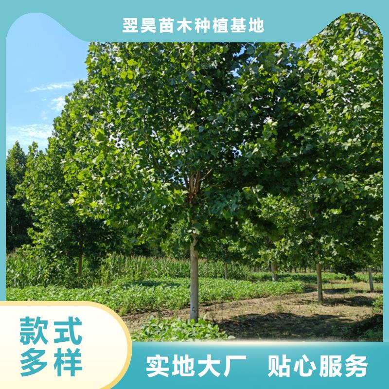  法桐产地源头好货