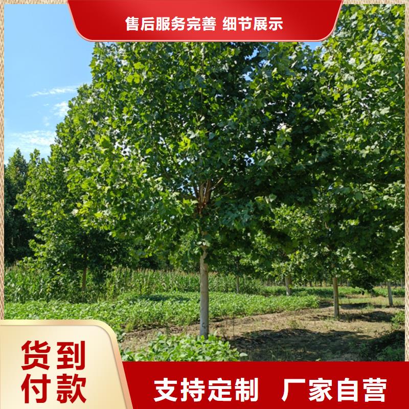法桐美国红枫以质量求生存