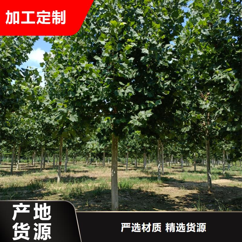 炫丽海棠-视频-炫丽海棠_山东省烟台市市场覆盖龙口|福山|泰安|临沂|济南|济宁|枣庄|潍坊等