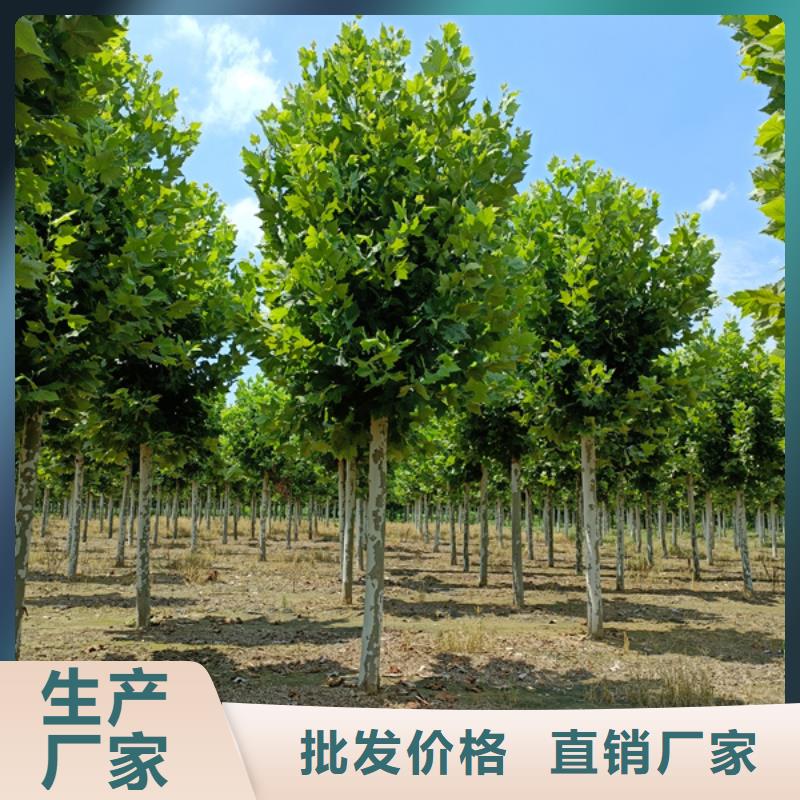 法桐金叶复叶槭实体诚信厂家