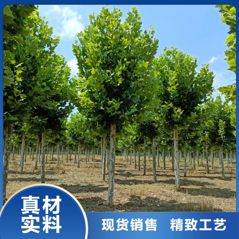  法桐实力见证
