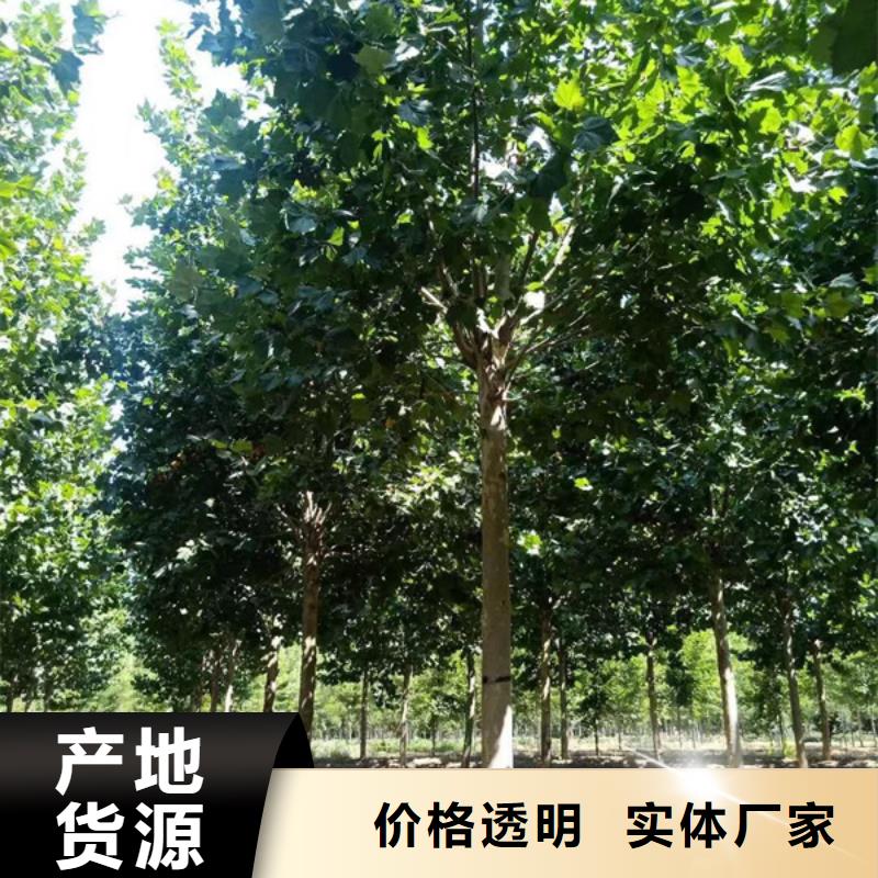 【法桐_黄金槐分类和特点】