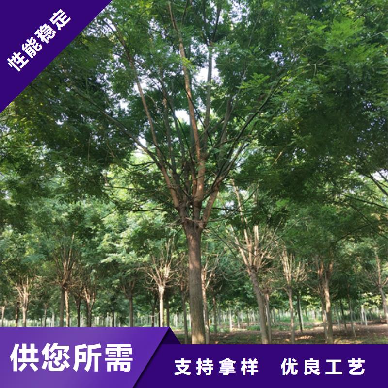 法桐精挑细选好货