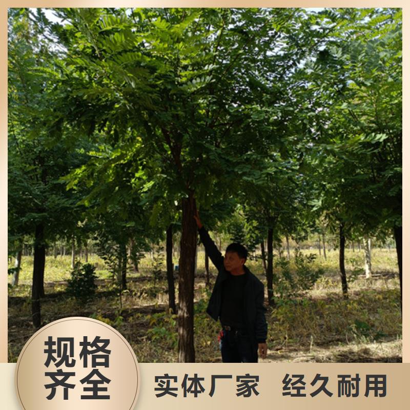 品牌的速生法桐生产厂家