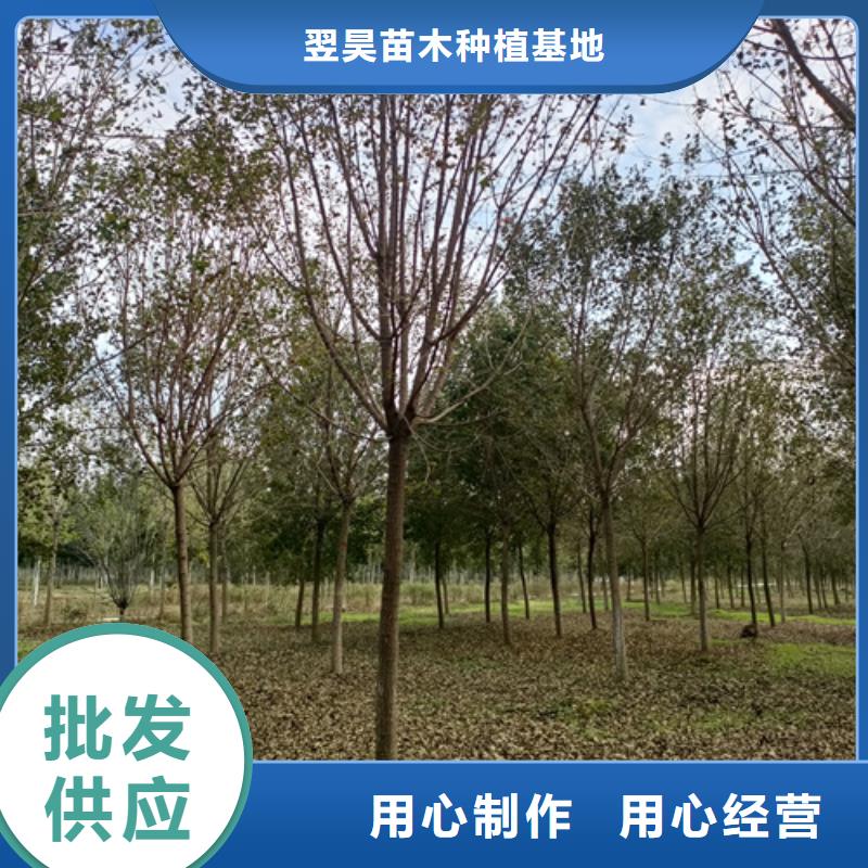 法桐好货促销