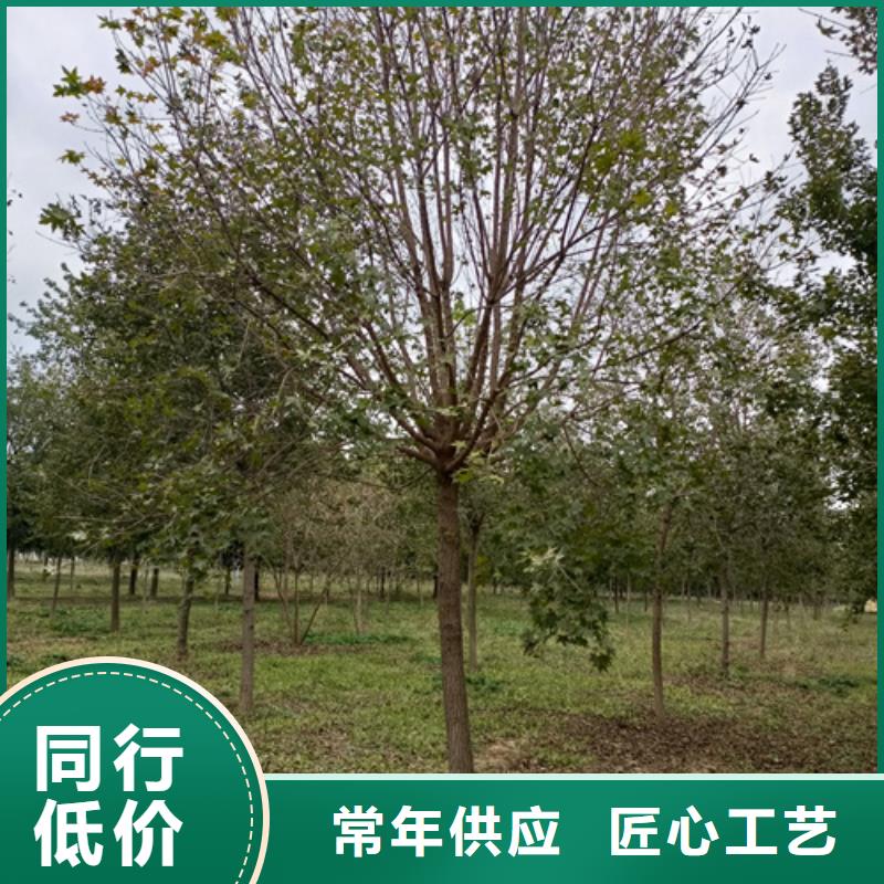 速生法桐欢迎电询苗木基地