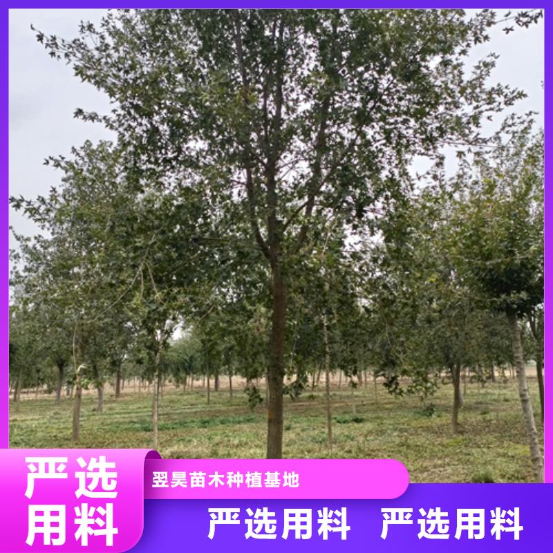 法桐五角枫欢迎新老客户垂询