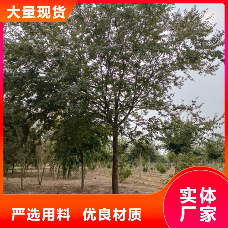 速生法桐多年老厂家