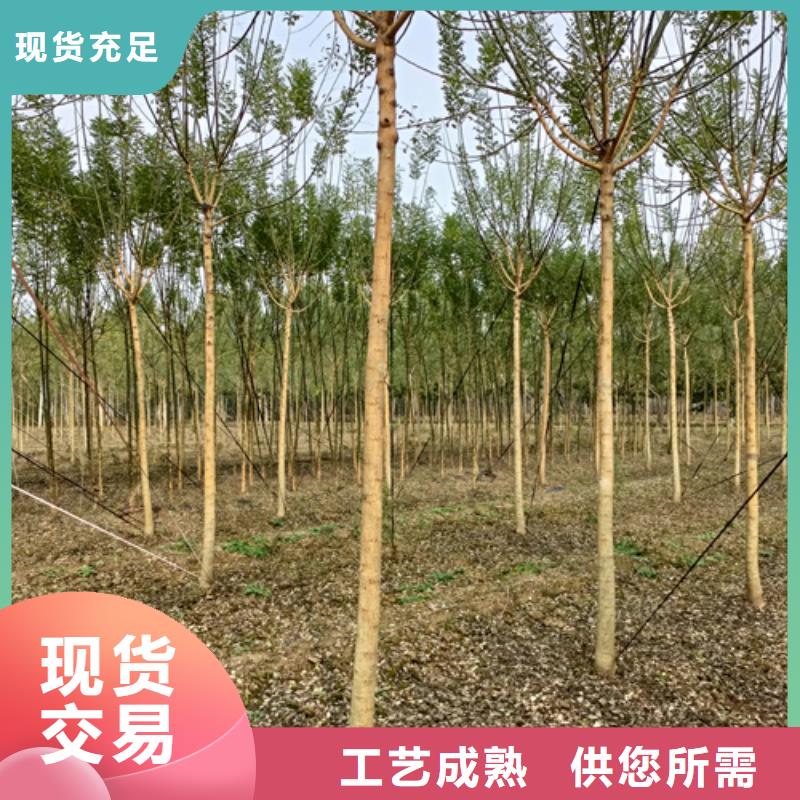 法桐金叶复叶槭快捷的物流配送