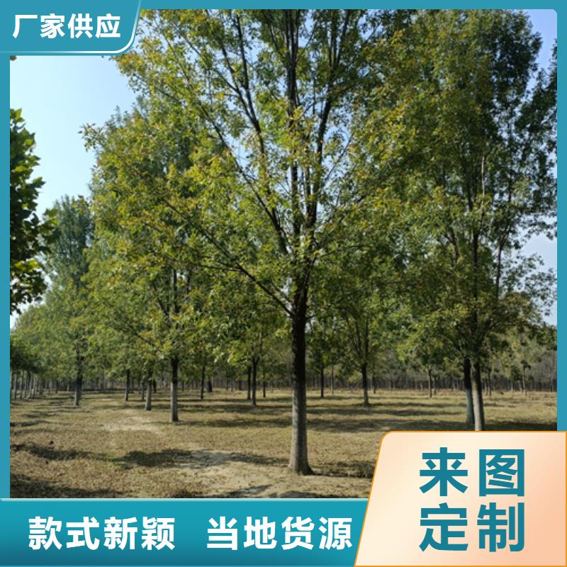 供应法桐行情全国统一价