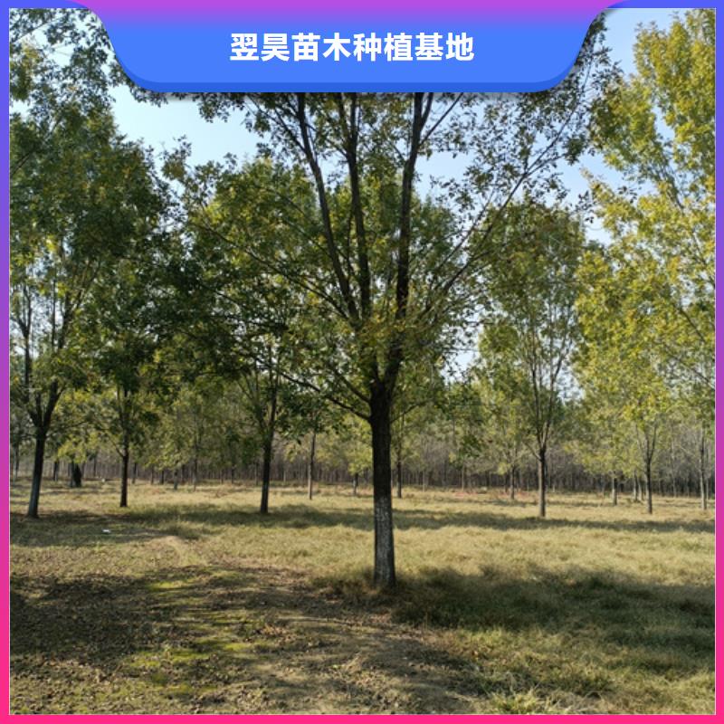 法桐_五角枫质检严格