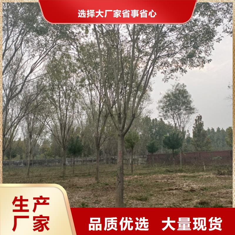 专业销售速生法桐质量有保证