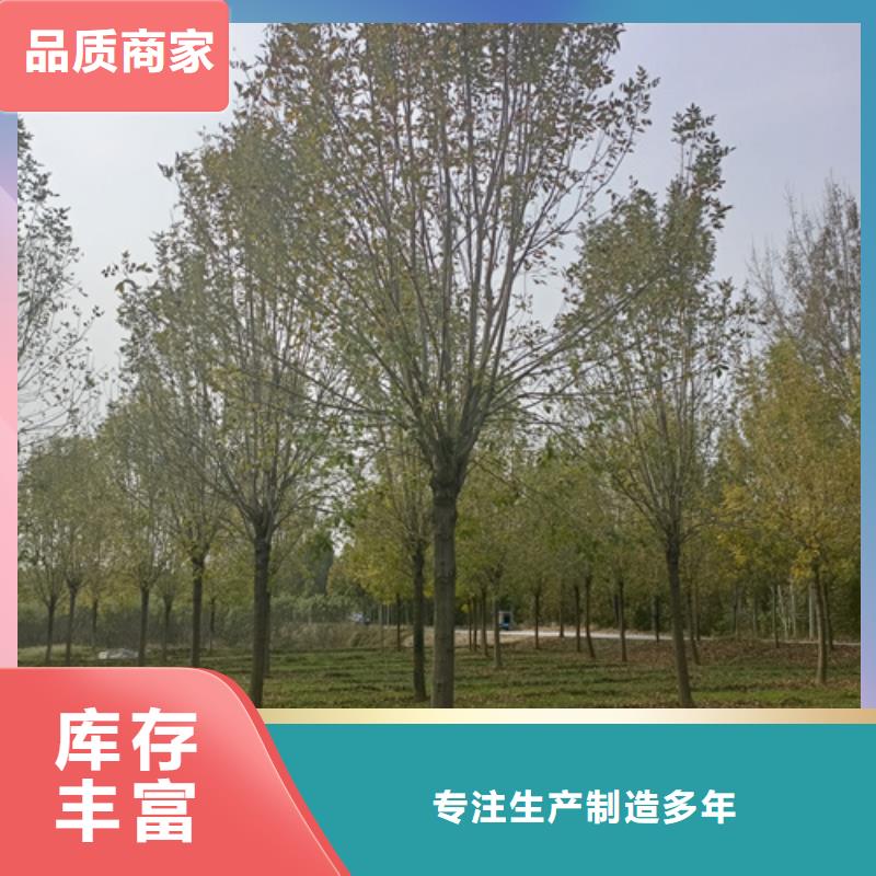 法桐_北京栾性价比高