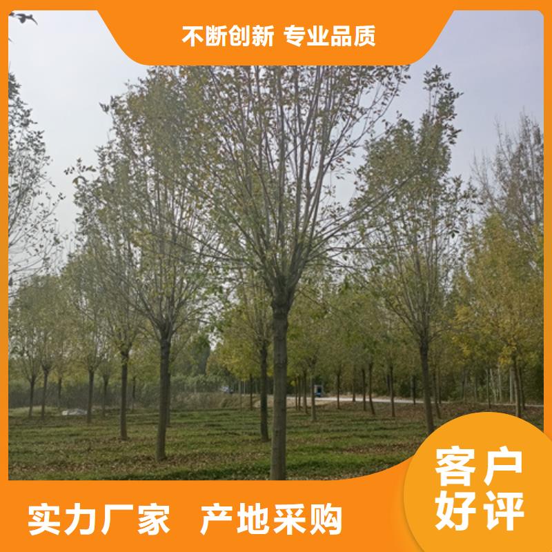 法桐小苗价格低绿化苗木