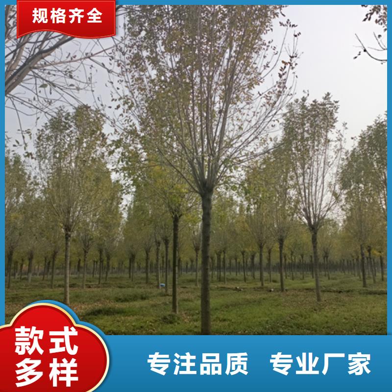法桐黄金槐货源充足