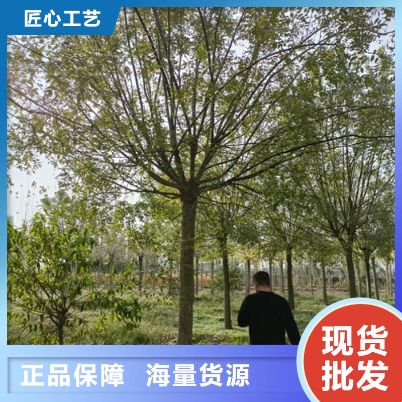 法桐截杆发帽做工细致